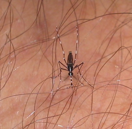 Aedes albopictus